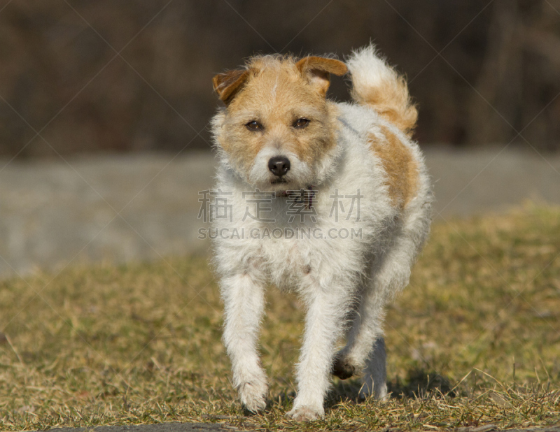 硬毛猎狐犬,哺乳纲,宠物,水平画幅,小的,无人,梗犬,狗,福克斯猎狐犬,摄影