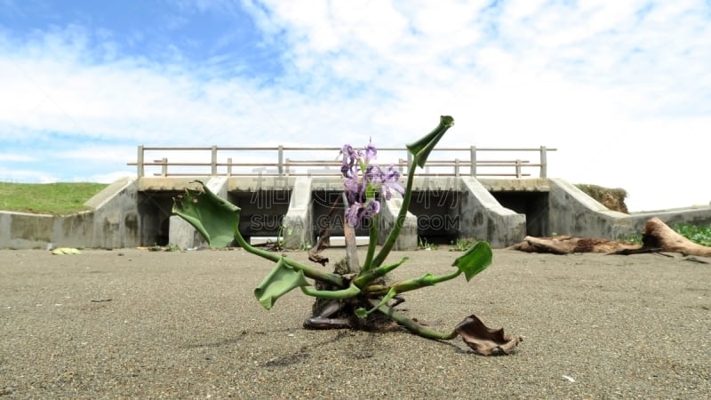 干的,被抛弃的,水坝,水,泥土,湖,管道,热带气候,自然界的状态,河岸