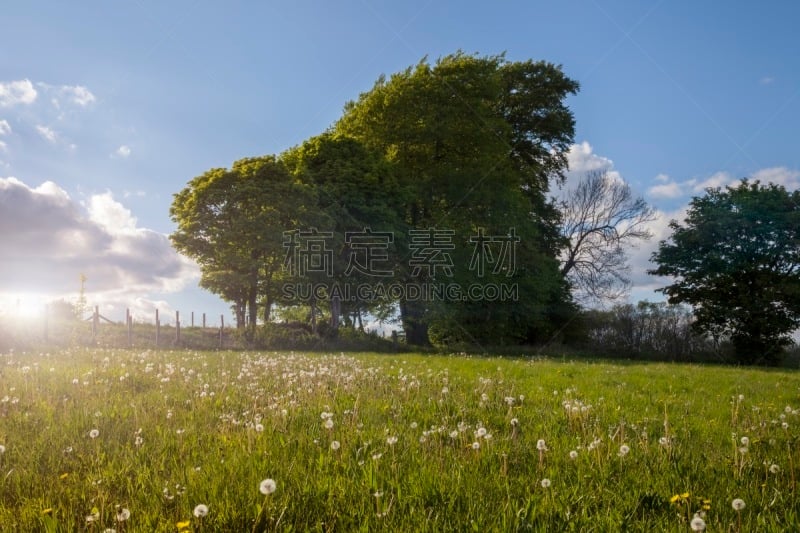 科茨沃尔德 ,snowshill,伍斯特郡,水平画幅,无人,英国,英格兰,户外,野生植物,格洛斯特郡