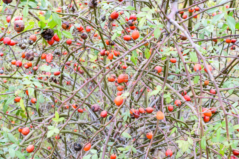 Hips bush with ripe berries. Berries of a dogrose on a bush. Fruits of wild roses. Thorny dogrose. Red rose hips.