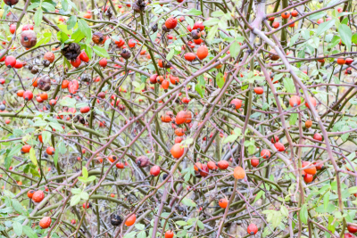 Hips bush with ripe berries. Berries of a dogrose on a bush. Fruits of wild roses. Thorny dogrose. Red rose hips.