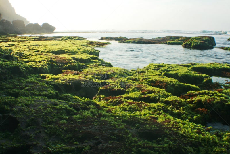 岩石,泻湖,半路礁,艾利海滩,珊瑚海,大堡礁,水,留白,水生植物,水平画幅