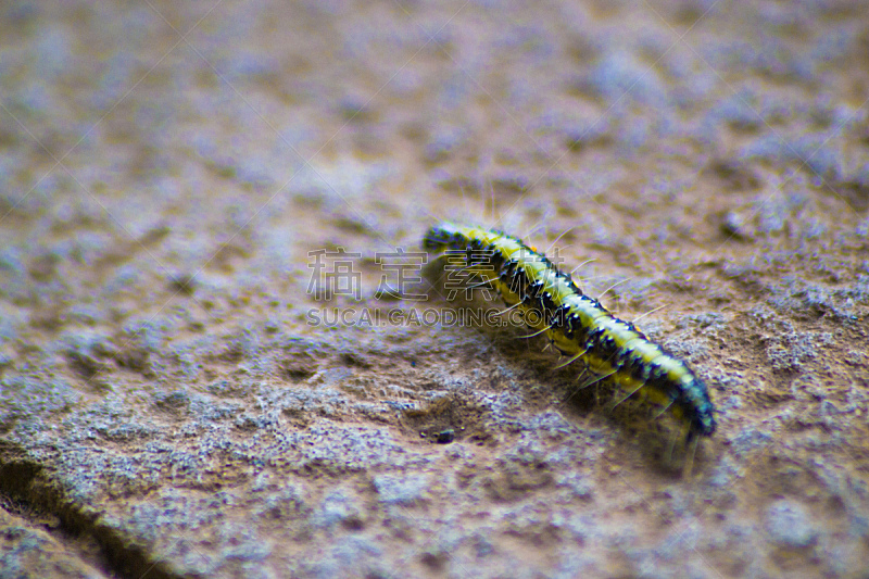 松树 毛虫 水平画幅 特写 蛾 沥青 害虫 多毛的 松科图片素材下载 稿定素材