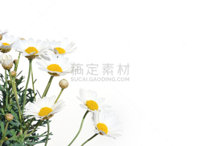 清新,白色背景,雏菊族,分离着色,正面视角,留白,水平画幅,无人,夏天,组物体