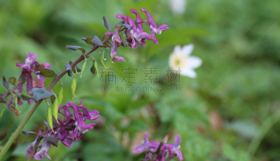 紫堇,花朵,动物,自然,水平画幅,绿色,植物的组成部分,无人,有毒生物体,花序