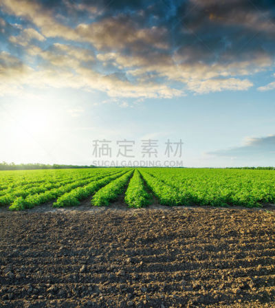 田地,绿西红柿,黑色,灌木,垂直画幅,天空,云,泥土,夏天,户外