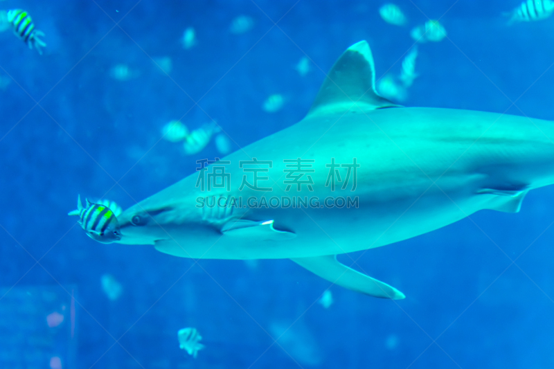 鲨鱼,大白鲨,水平画幅,无人,蓝色,水下,野外动物,海洋生命,海洋,瓜德罗普岛