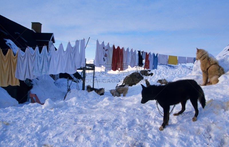 房屋,户外,雪橇犬,圣伯纳犬,自然,格陵兰,风景,冬天,图像,雪