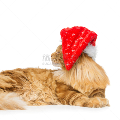 巨大的,帽子,姜黄色的猫,圣诞帽,无人,缅因州,圣诞老人,宠物服装,哺乳纲