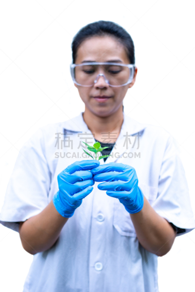 科学家,拿着,薄荷叶,白色背景,生物学,有序,健康保健,手套,部分,转基因