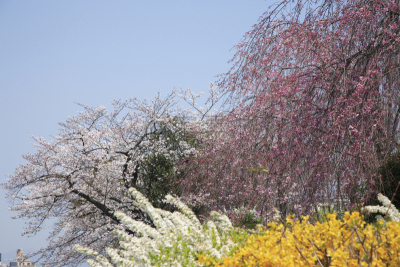 樱桃树,天空,京都府,连翘属植物,水平画幅,无人,蓝色,日本,东亚,东山区
