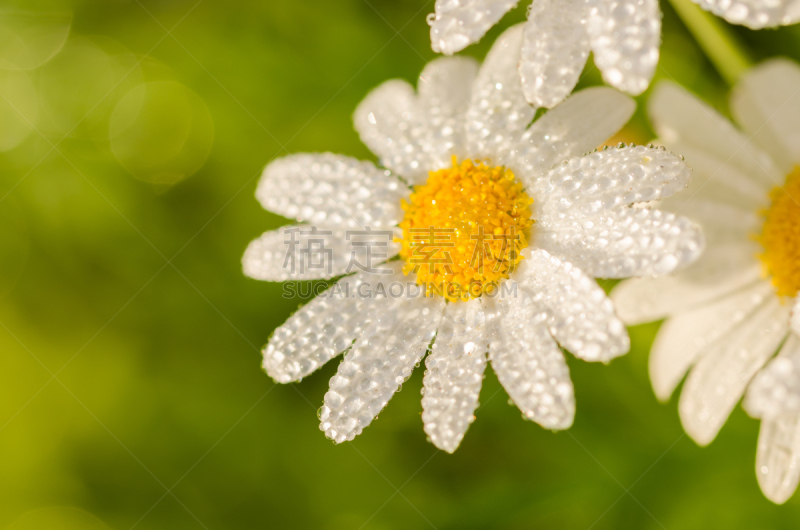 春白菊花,水滴,雏菊,水,白色,自然,水平画幅,无人,植物,植物学