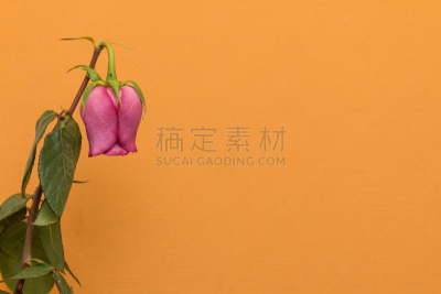 玫瑰,奥兰治河,背景,枯萎的,死亡的植物,水,水平画幅,衰老过程,符号,古老的