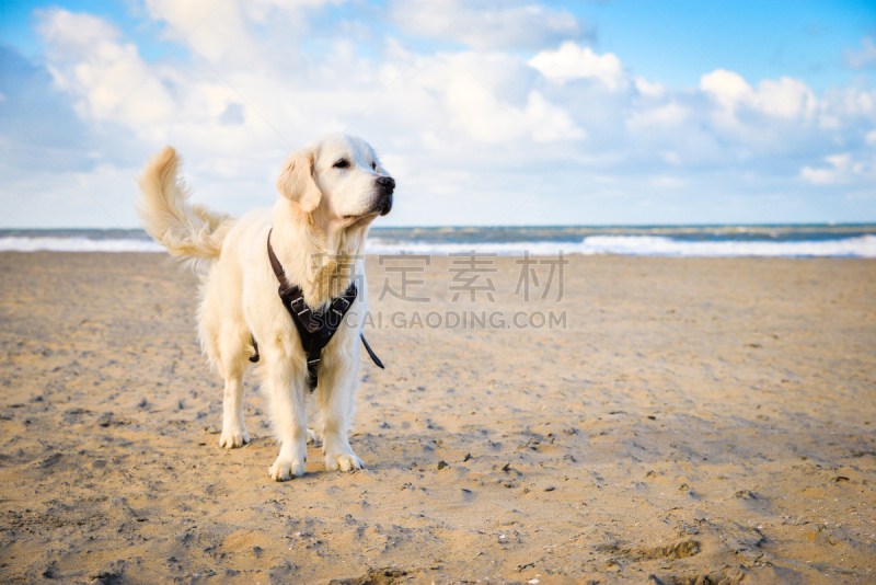 海滩,狗,金毛寻回犬,自然,水,褐色,寻回犬,水平画幅,沙子,可爱的