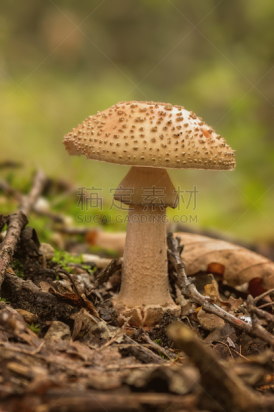 真菌,食品,鹅膏菌,腮红,自然,垂直画幅,秋天,无人,斑点,夏天