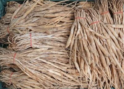 起源,药,癌症,褐色,水平画幅,传统,科学,干的,粘液,泰国