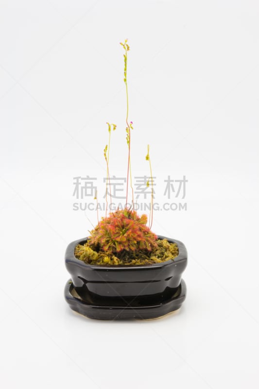 茅膏菜,肉食植物,昆虫,捕获的,自然,垂直画幅,美,绿色,小的,无人