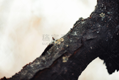 地衣,黄色,古老的,秋天,特写,枝,蘑菇的结构,一个物体,复古风格,圆木