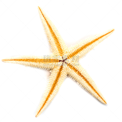 海星,星形,无人,动物,棘皮动物,海洋生命,干的,方形画幅,普通海星,背景