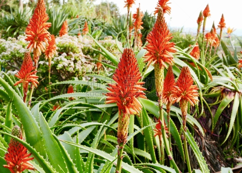 热,植物,彩色图片,珊瑚,化妆舞会服,圣莫尼卡,替代医药,珊瑚色,彩色背景,景观设计