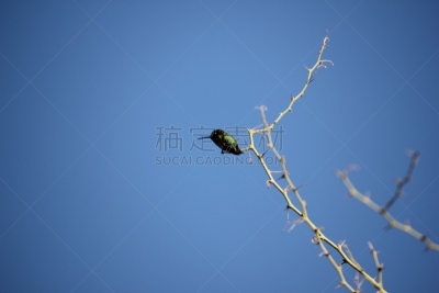 鸟类,菲尼克斯市,斯科茨戴尔,亚利桑那,天空,美,水平画幅,小猫头鹰,无人,图森市