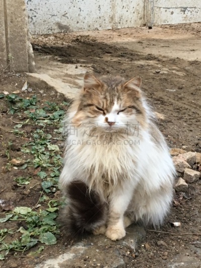菜园,野生猫科动物,高雅,垂直画幅,狩猎动物,图像,狗,野外动物,萨凡纳港市,无人