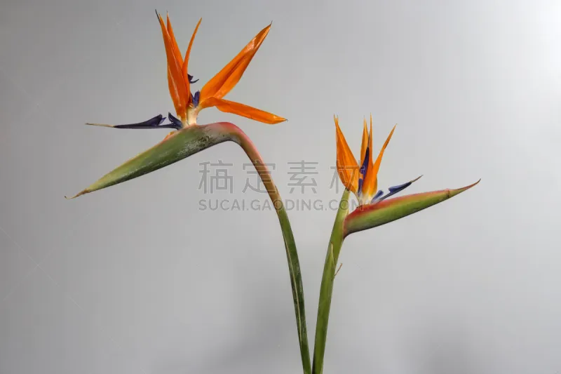 天堂鸟花 美 水平画幅 无人 鸟类 巨大的 动物身体部位 鹤 白色 植物图片素材下载 稿定素材 天堂鸟花 美 水平画幅 无人 鸟类 巨大的 动物身体部位 鹤 白色 植物图片素材下载 稿定素材
