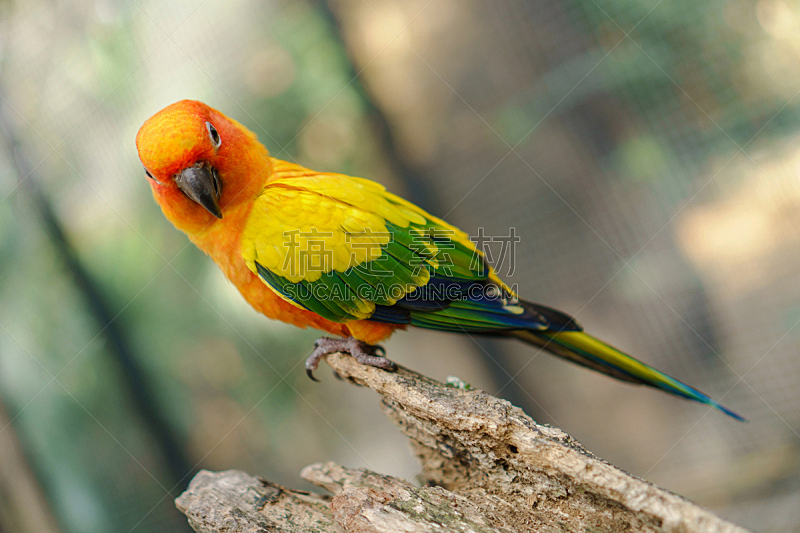 鸟类,鹦鹉,多色的,自然美,金太阳鹦鹉,美,水平画幅,动物身体部位,户外,泰国