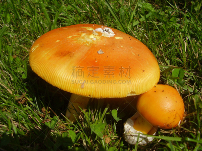 该撒利亚,蘑菇,鹅膏菌,annulus,恺撒大帝,伞形毒菌,水平画幅,生食,户外,特写