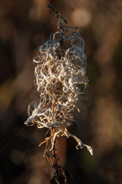 火龙草,柳兰,干的,茶叶,环境,草,自然美,植物,背景,户外