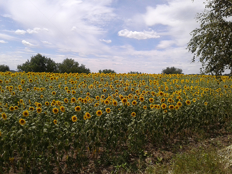 向日葵,田地,植物,水平画幅,地形,无人,乌克兰,户外,草,摄影