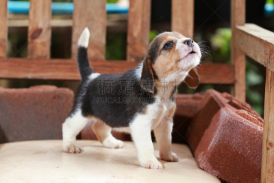 比格犬,小狗,木制,进行中,椅子,剧场售票处,动物杂技,米色背景,骄纵宠物,宠物项圈