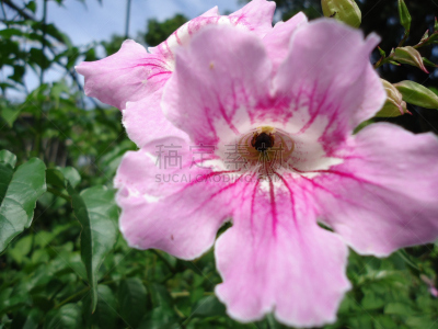 粉色,攀缘植物,津巴布韦,美,芳香的,水平画幅,装管,无人,园艺,户外