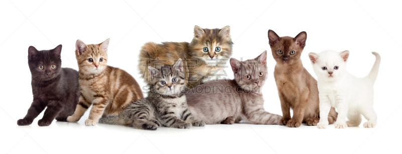 小猫,猫,与众不同,动物群,正面视角,褐色,水平画幅,注视镜头,无人