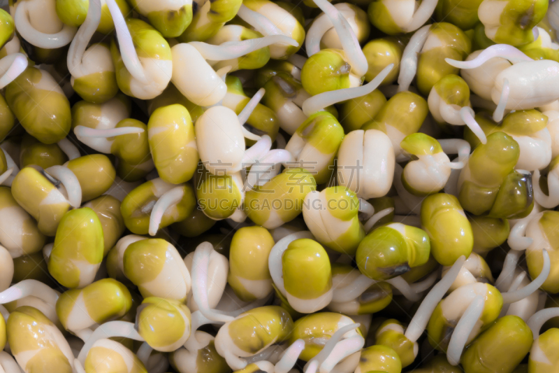 大豆,清新,绿色,豆芽,雌激素,长寿饮食,美,替代疗法,辅导讲座,水平画幅