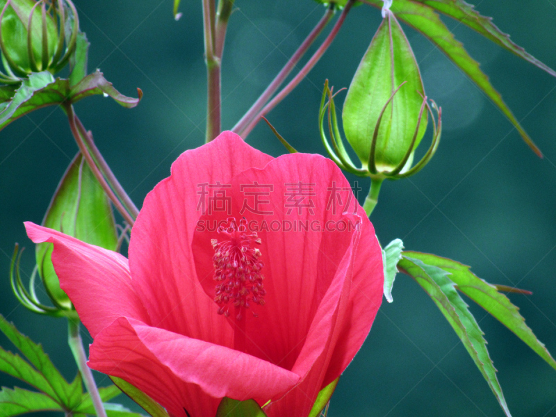 锦葵科木槿属,自然,植物,水平画幅,无人,2015年,仅一朵花,木槿属,摄影,花