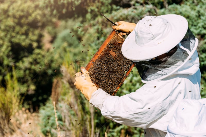 蜂蜜,beekeeper,留白,边框,水平画幅,工作场所,提举,蜂蜡,蜂王浆,夏天