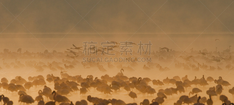 肯尼亚,火烈鸟,动物群,湖,埃尔门特塔湖,柏哥利亚湖,小火烈鸟,纳库鲁湖,自然,水平画幅