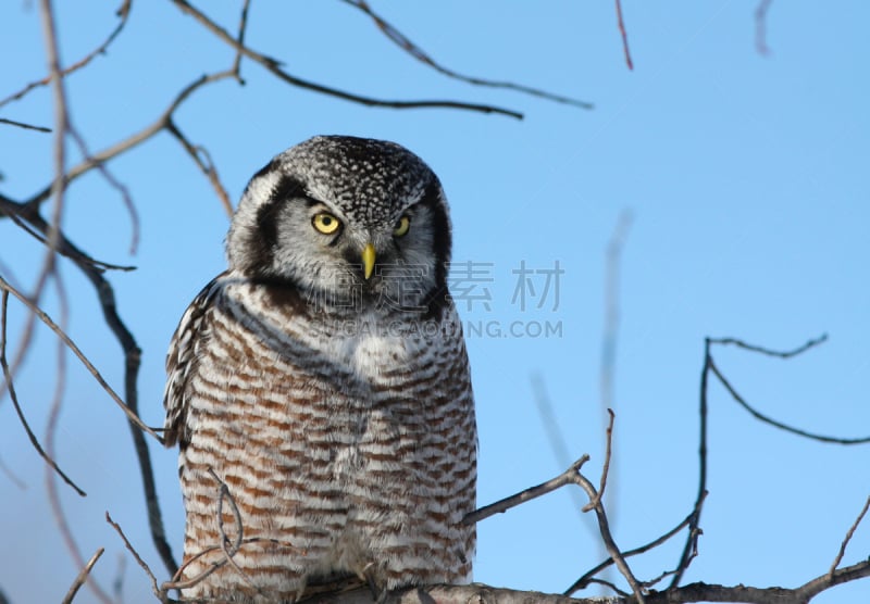 猛鸮,北,老鹰,自然,野生动物,水平画幅,雪,无人,猫头鹰,鸟类