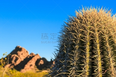 仙人掌,沙漠,帕帕格公园,自然,美国,水平画幅,绿色,地形,无人,蓝色