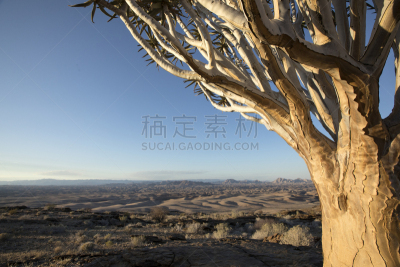 芦荟树木,纳米比亚沙漠,黎明,芦荟,植物,户外,箭袋,星形,哈达普,南部非洲