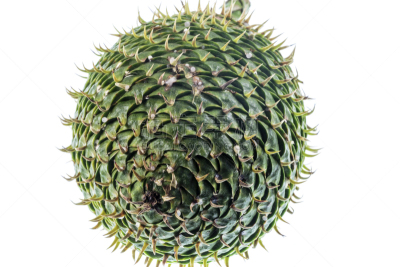 松果,诺福克岛,三角形,图像,太平洋,维管束,叶子,高大的,无人,植物