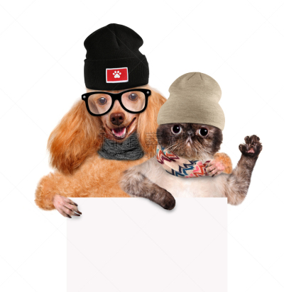 白色,猫,布告,狗,拿着,爪子,动物手指,动物的臂,动物手,垂直画幅