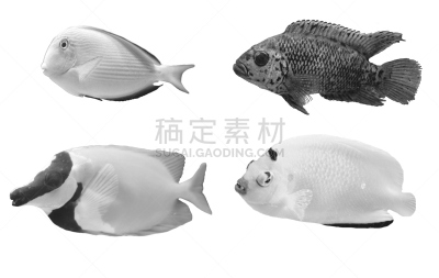 热带鱼,白色背景,分离着色,黑白图片,颊纹鼻鱼,热带淡水鱼,宠物,水平画幅,无人,海洋生命