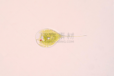 显微镜,刺胞动物,单细胞生物,在下面,扁裸藻属,生物学,微生物学,退化单眼,生物科技,显微图片