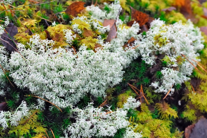 苔藓,背景,泥炭,孢子,草原,水平画幅,纹理效果,林区,无人,湿