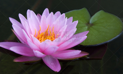 粉色,诗丽吉王后,水平画幅,睡莲,无人,清迈省,植物园,户外,花,摄影