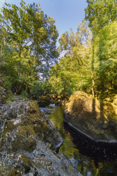 风景,地形,加利西亚,西班牙,森林,绿色,垂直画幅,水,river ill,公园