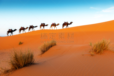 骆驼,摩洛哥,正下方视角,erg chebbi dunes,组图,驼队,撒哈拉沙漠,单峰骆驼,巴巴里人,比沙丘沙漠