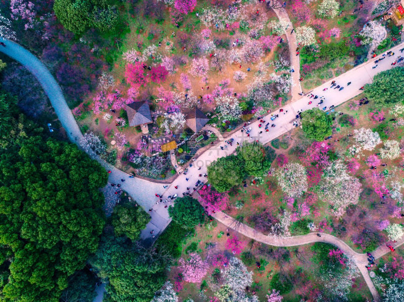 日本,东京,樱之花,步行道路,上野公园,侧面视角,自然,天空,水平画幅,樱花